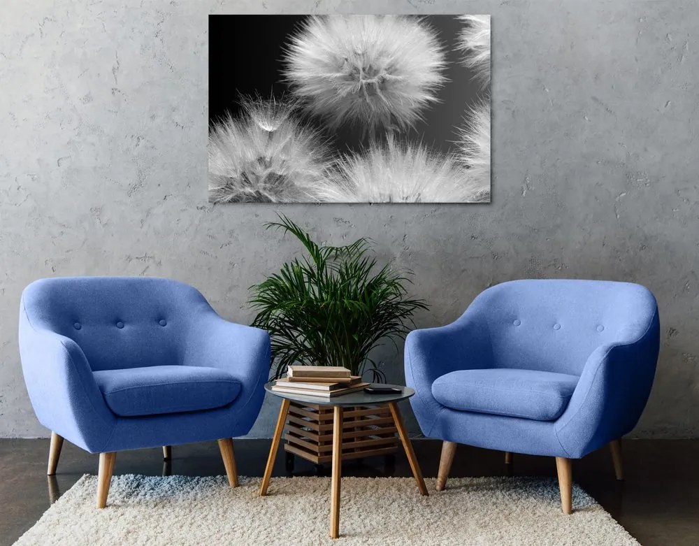Quadro su tela – Dente di leone in bianco e nero