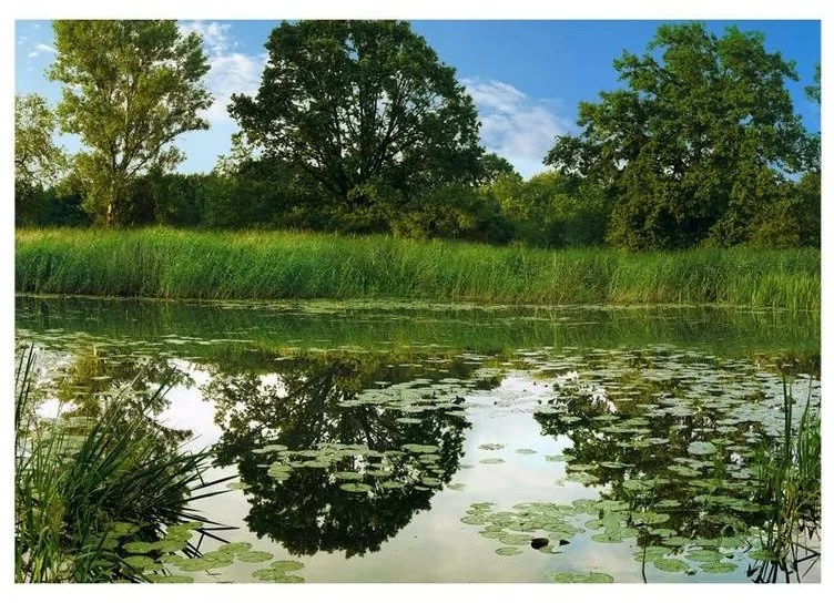 Fotomurale adesivo The Magic Pond