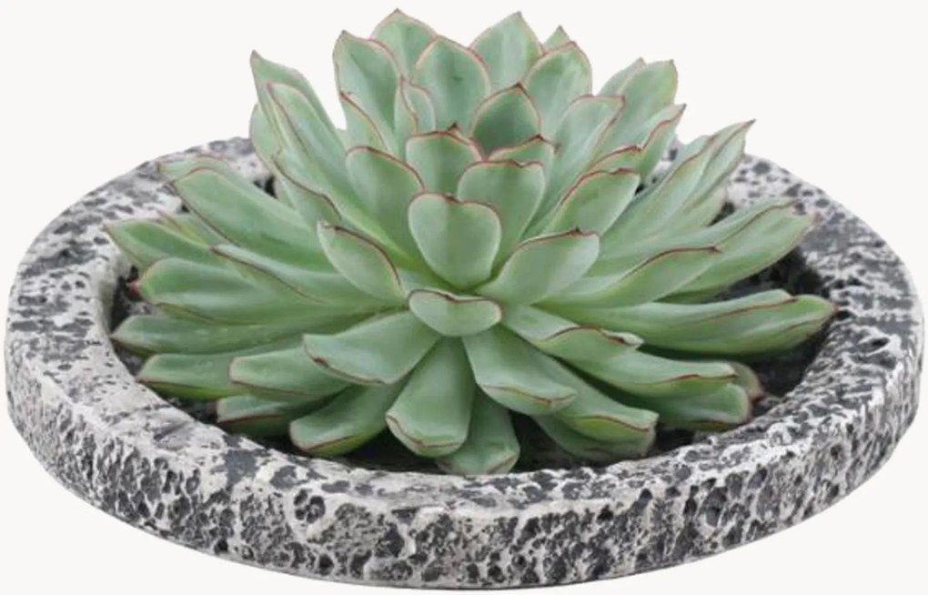 Pianta vera succulenta Echeveria Pulidonis