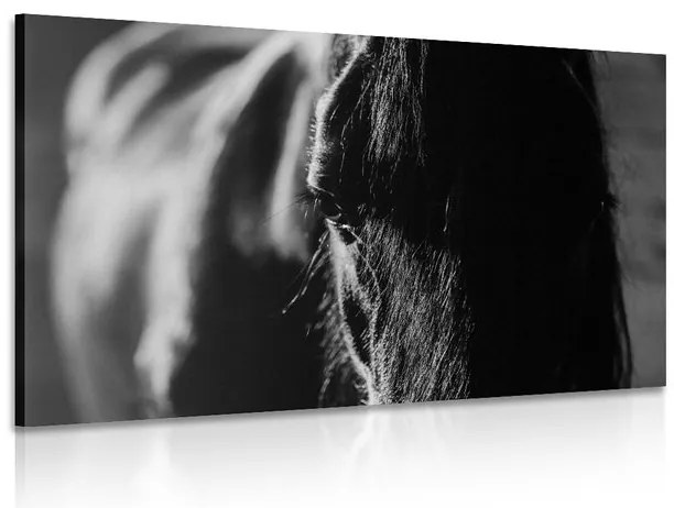 Quadro su tela – Cavallo maestoso in bianco e nero