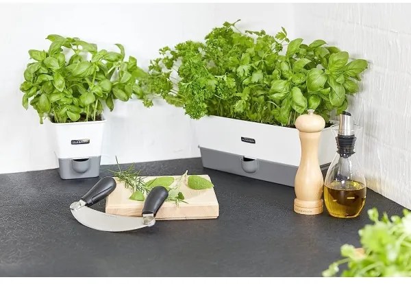 Cole&Mason - Macina sale CAPSTAN BEECH faggio 20 cm