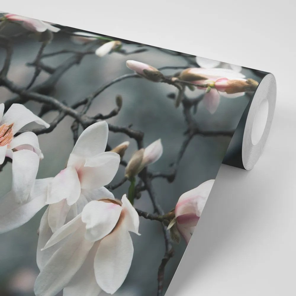 Carta da parati – Magnolia che si sveglia al sole