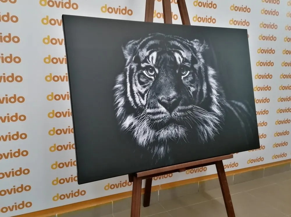 Quadro su tela – Tigre in bianco e nero