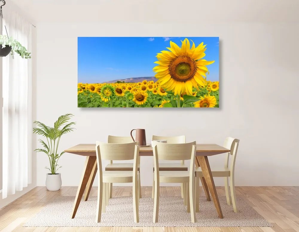 Quadro su tela – Campo di girasoli