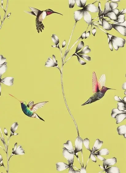 Kolibri Tapete Amazilia von Harlequin - Gooseberry