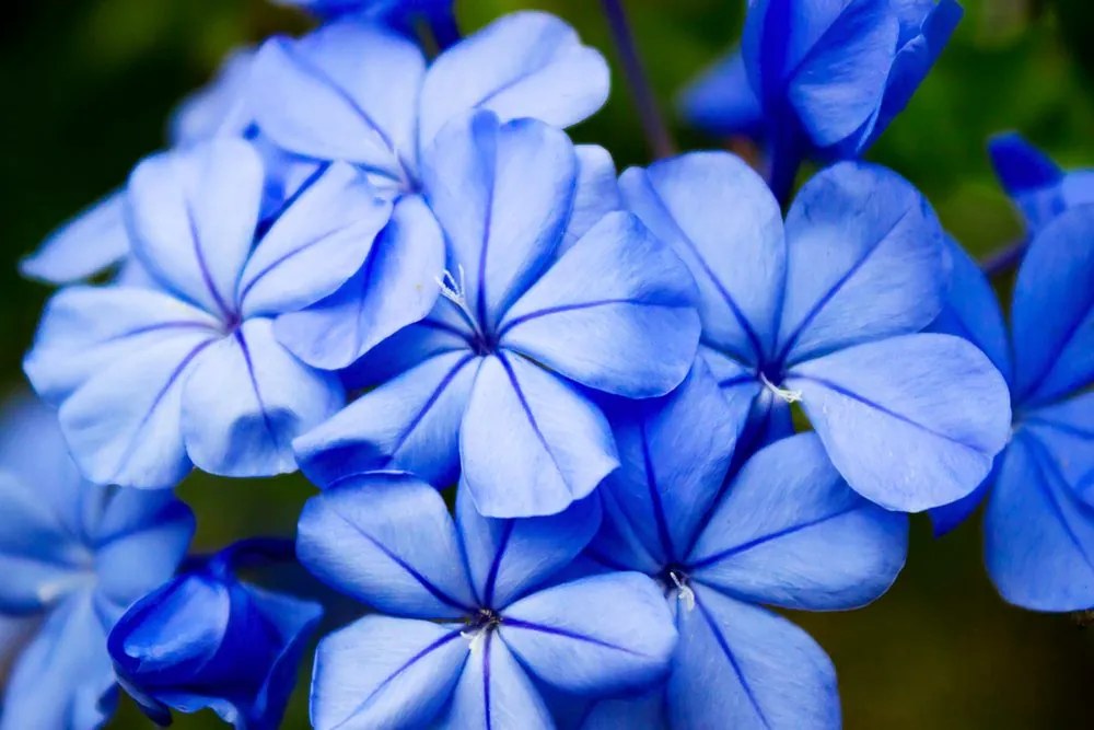 Quadro su tela – Fiori blu selvatici