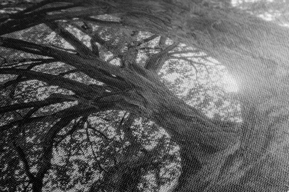 Quadro su tela – Alberi maestosi in bianco e nero