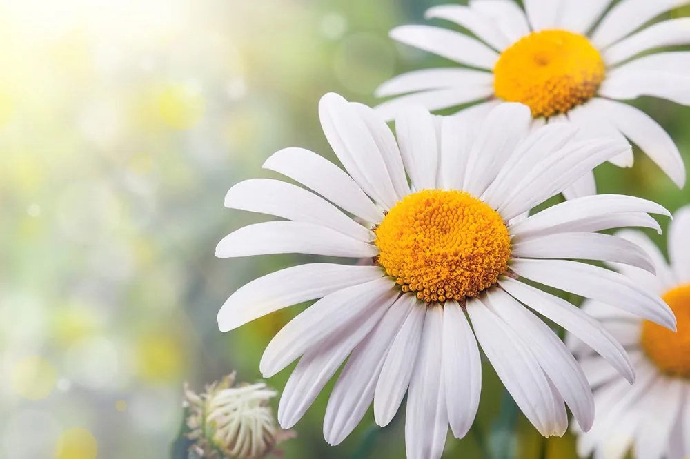 Carta da parati – Fiori di camomilla