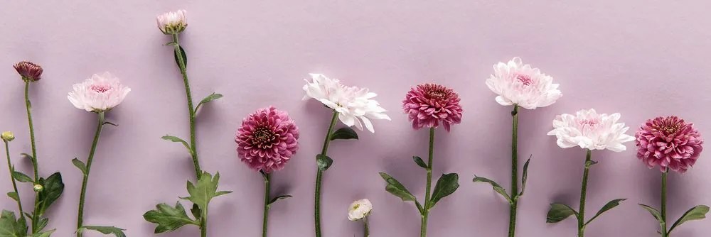 Stampa su tela – Composizione di crisantemi rosa