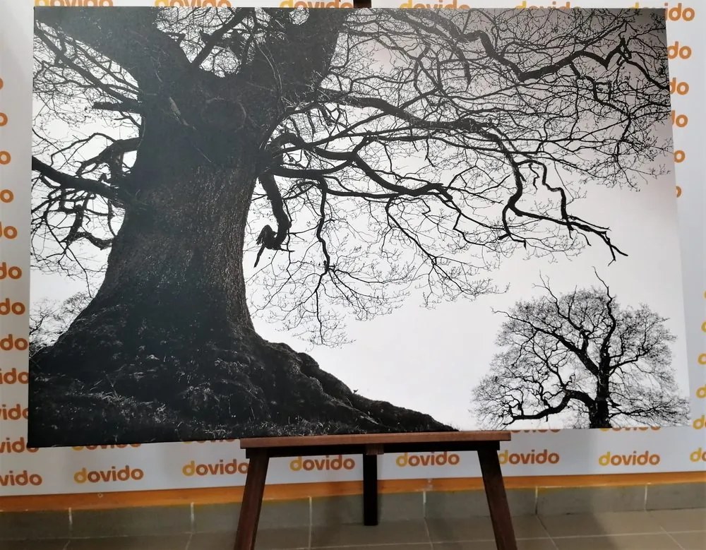 Quadro su tela – Simbiosi degli alberi in bianco e nero