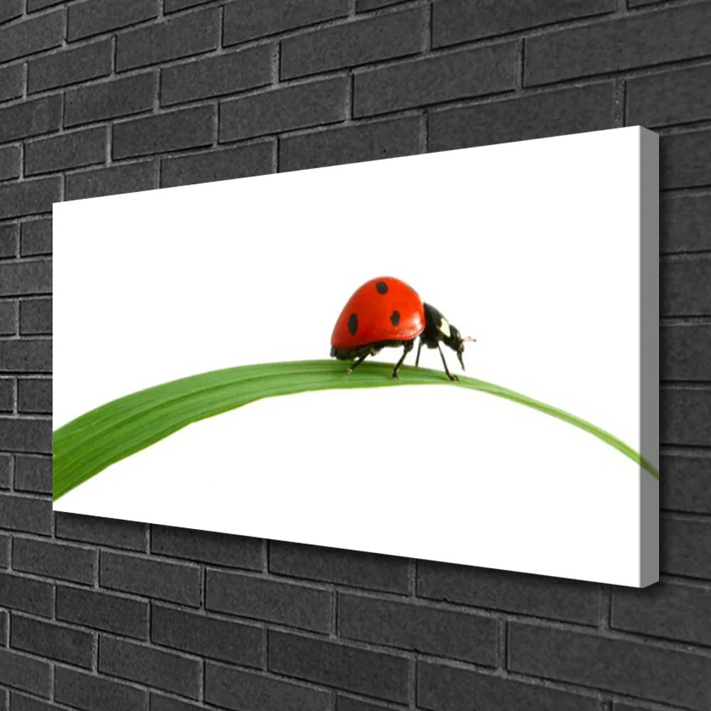 Quadro su tela Natura Coccinella 100x50 cm