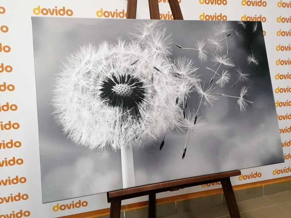 Quadro su tela – Soffione magico in bianco e nero