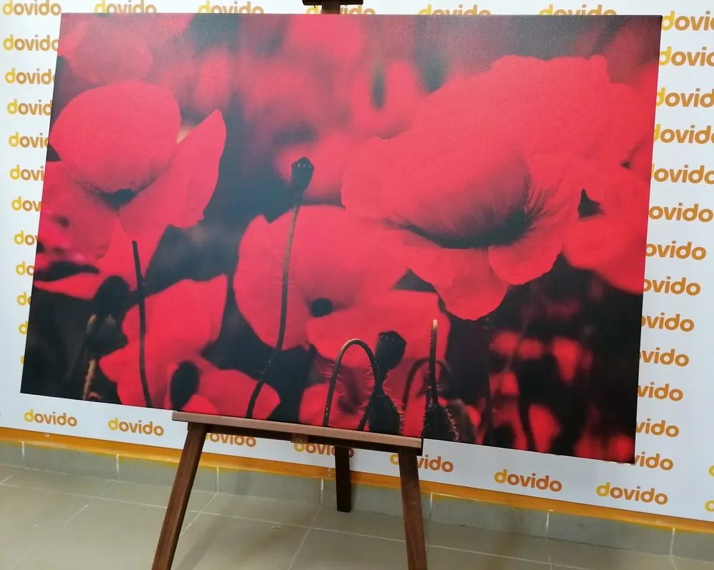 Quadro su tela – Campo di papaveri selvatici
