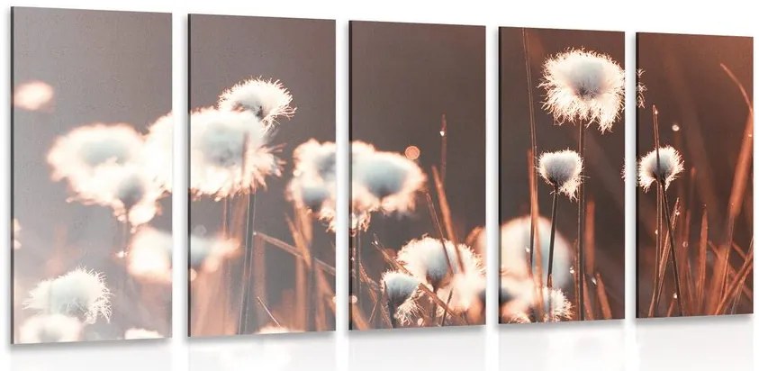 Quadri 5 pezzi – Erba di cotone
