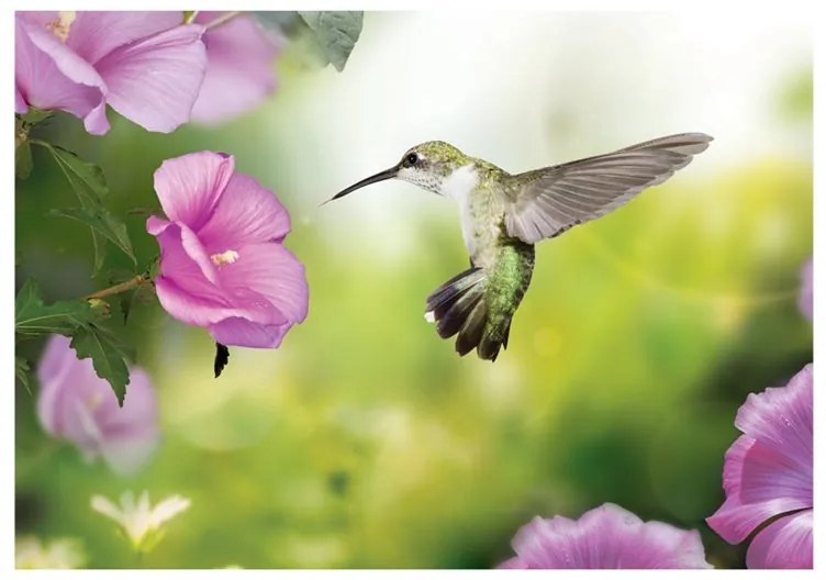 Fotomurale  Hummingbird  Colore Verde, Dimensioni e Misure 400x280