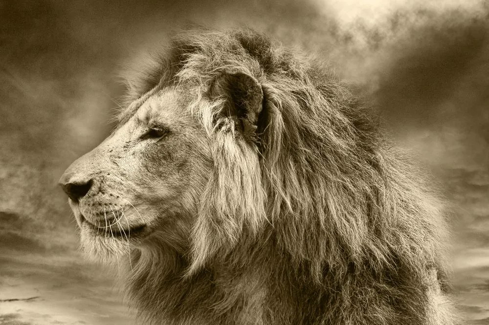 Carta da parati – Leone africano in seppia