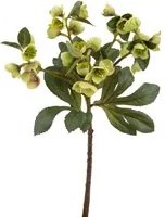 Set 4 Rami Artificiali di Helleborus Altezza 42 cm Verde