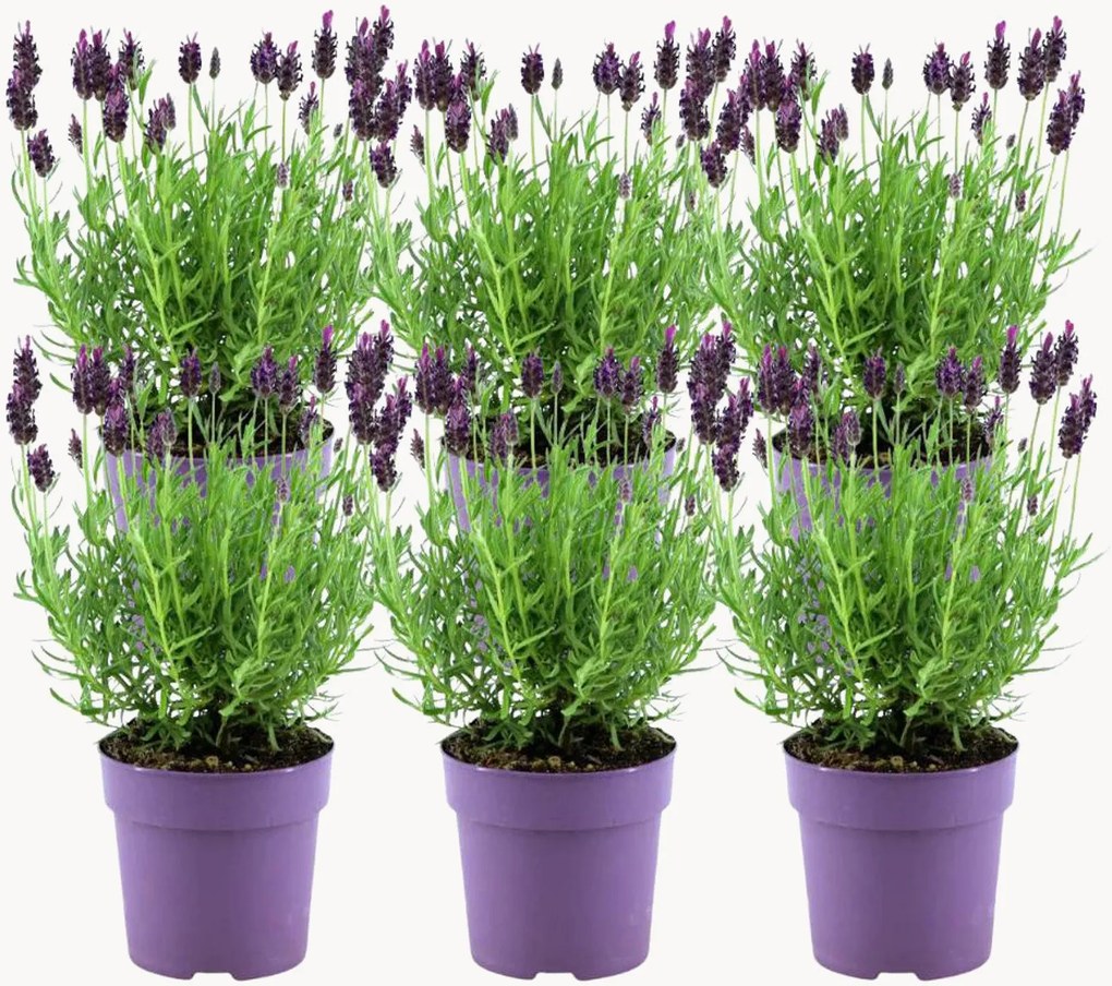 Set di 6 piante vere Lavanda francese Lavandula stoechas Anouk