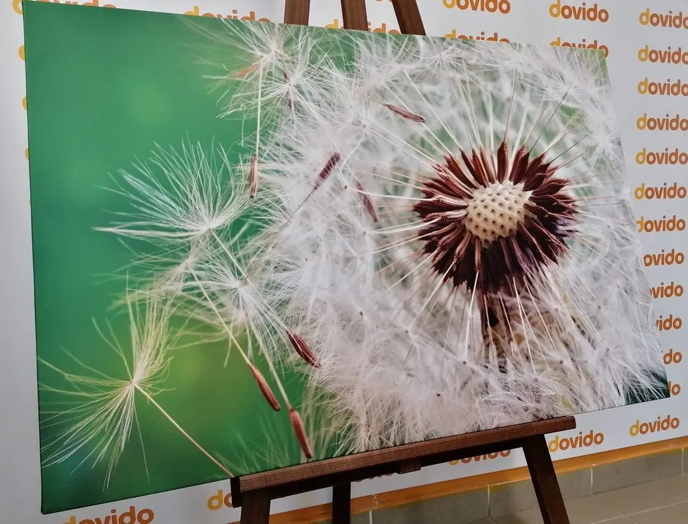 Quadro su tela – Semi di soffione