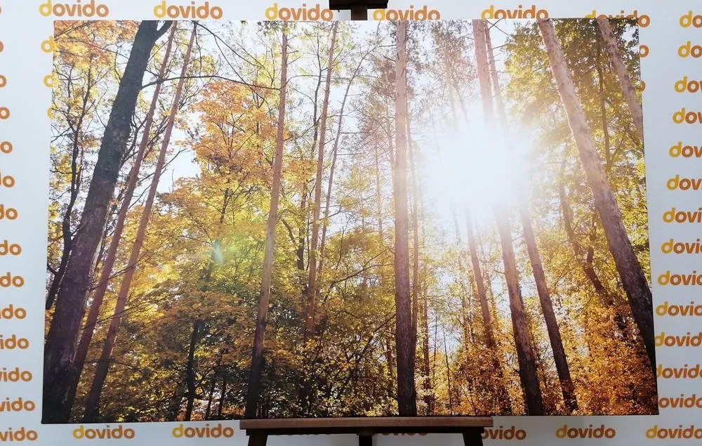 Quadro su tela – Foresta nei colori autunnali