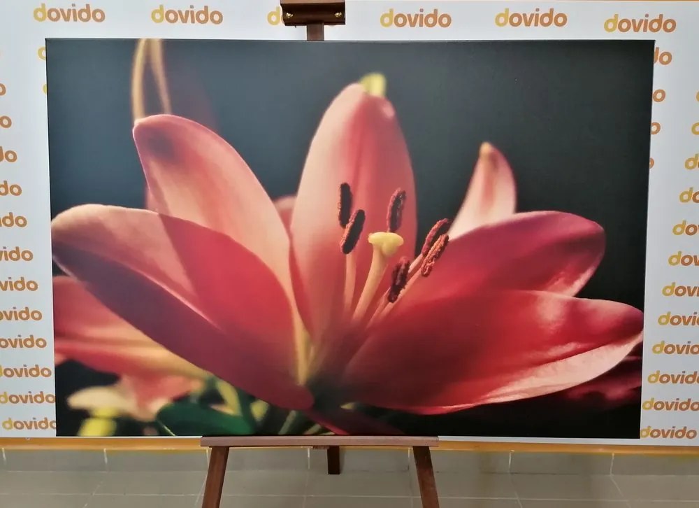 Quadro su tela – Splendido giglio rosa su sfondo nero