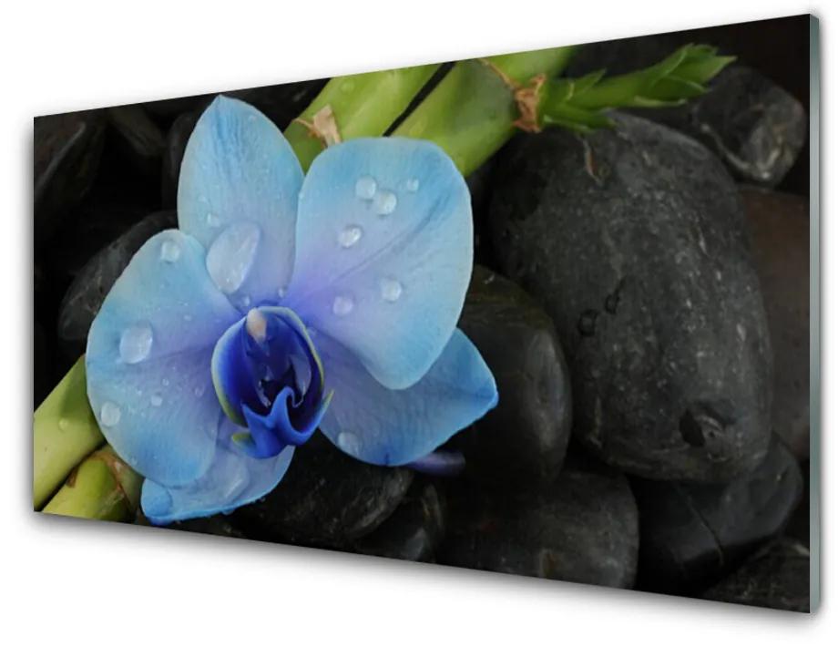 Quadro vetro acrilico Pianta di pietre di fiori 100x50 cm