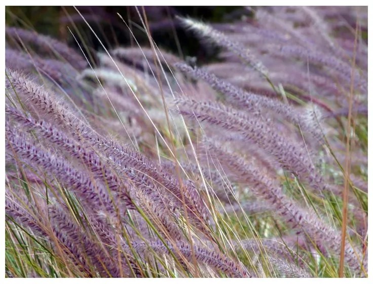 Fotomurale  Erbe di campo  Colore Nero, Dimensioni e Misure 250x193