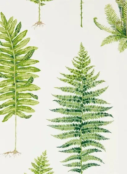 Sanderson Carta da parati Fernery - Botanical Green