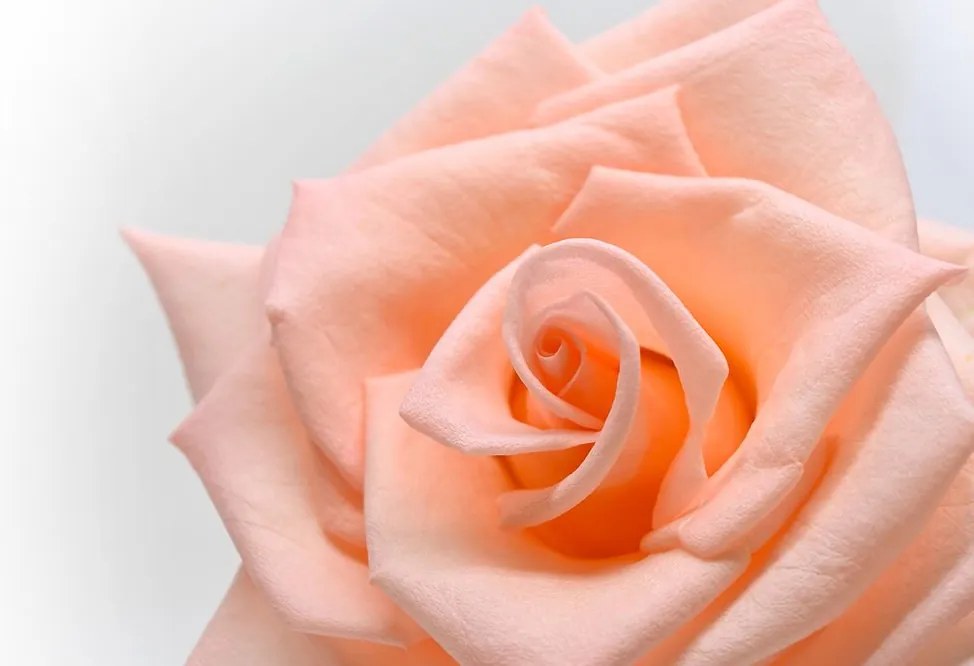 Carta da parati autoadesiva – Rosa in tonalità pesca