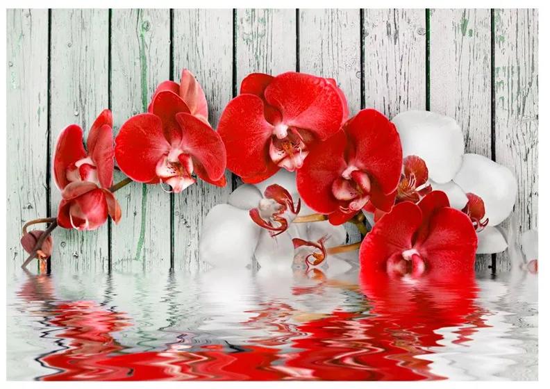 Fotomurale Orchidea color rubino