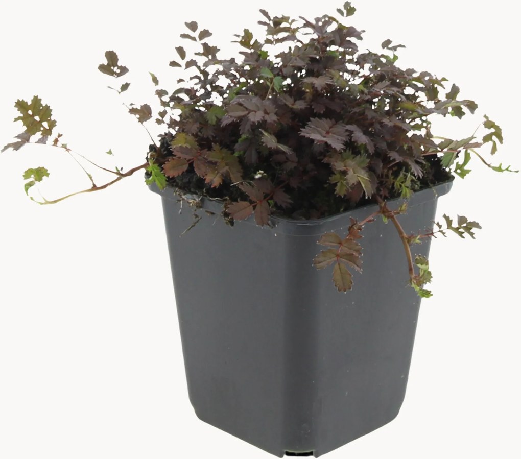 Set di 6 piante vere Acaena microphylla Copper Carpet