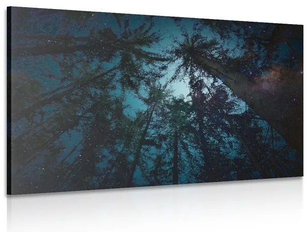 Quadro su tela – Notte nella foresta