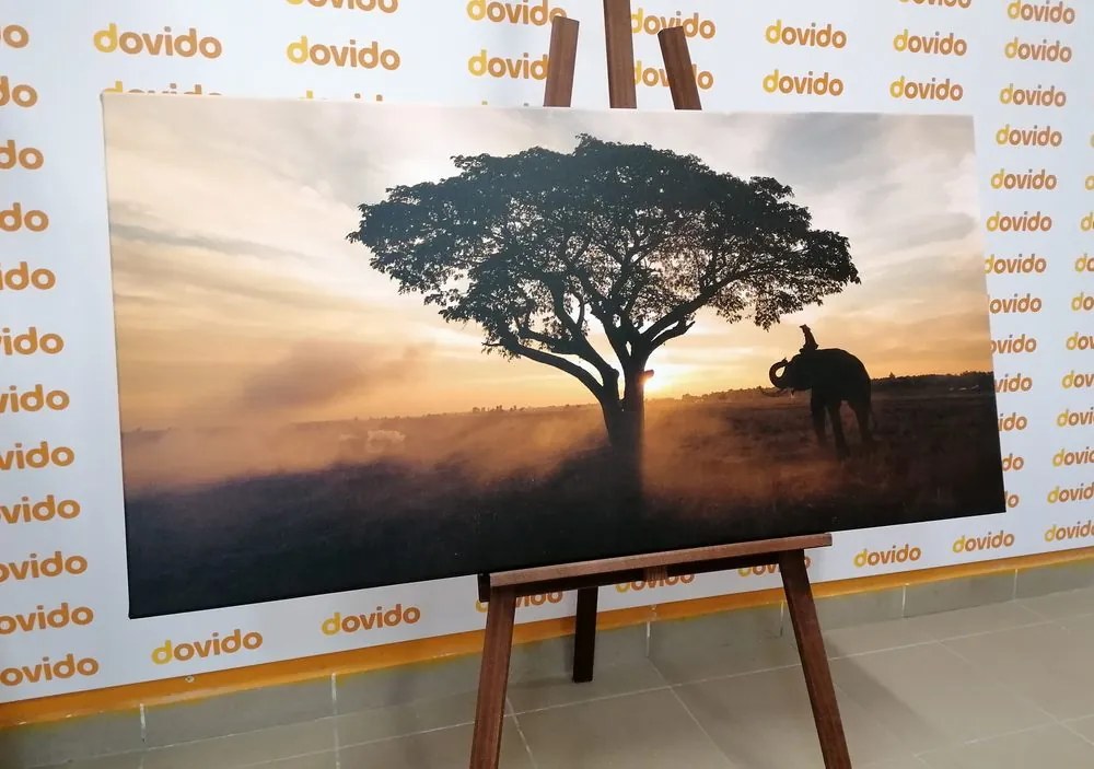 Quadro su tela – Elefante all'alba