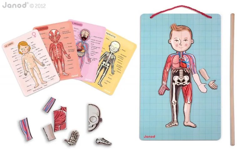 Bodymagnet - Lavagna magnetica - corpo umano