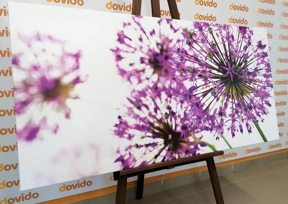 Stampa su tela – Fiori di aglio viola in fiore