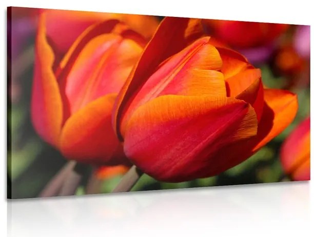 Quadro su tela – Tulipani meravigliosi sul prato