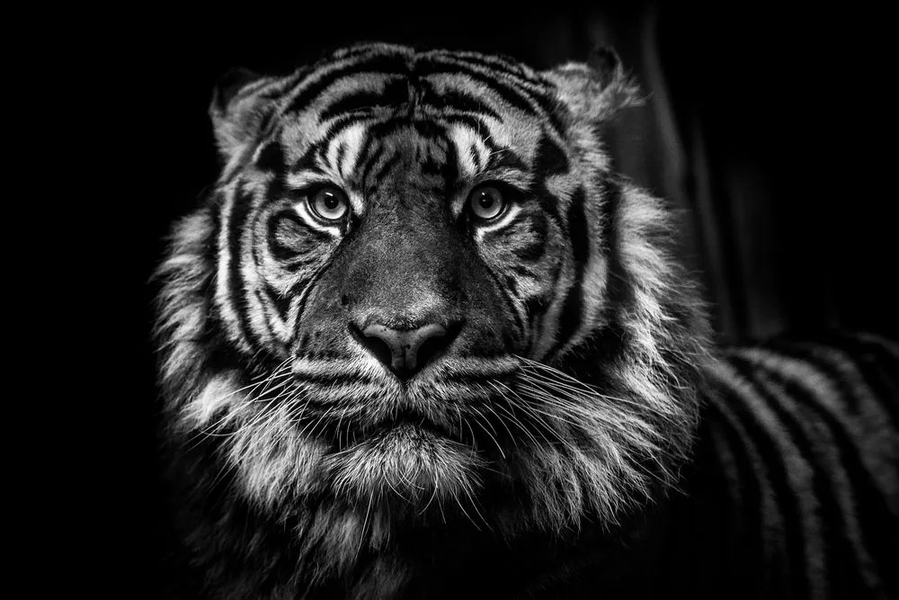 Quadro su tela – Tigre in bianco e nero