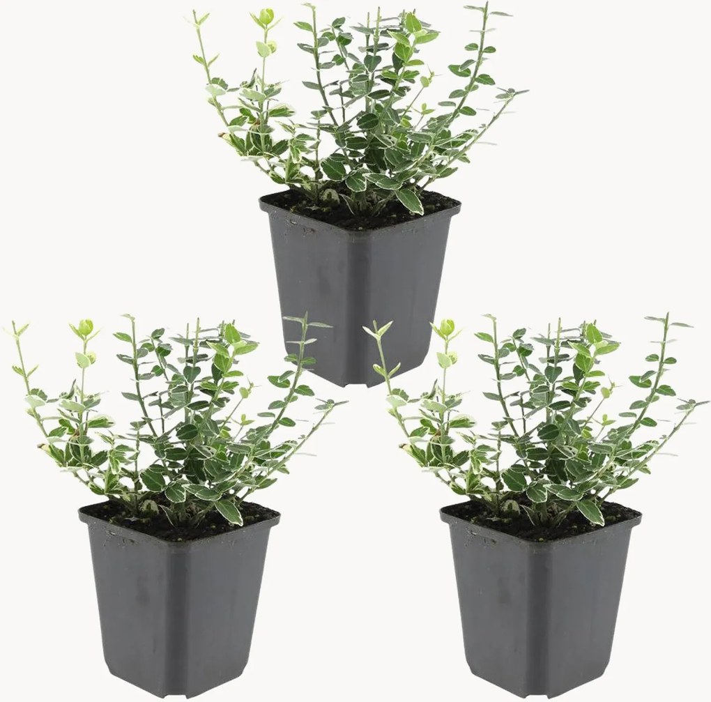 Set di 3 piante vere Fortune's Spindle Euonymus fortunei Emerald n Gaiety