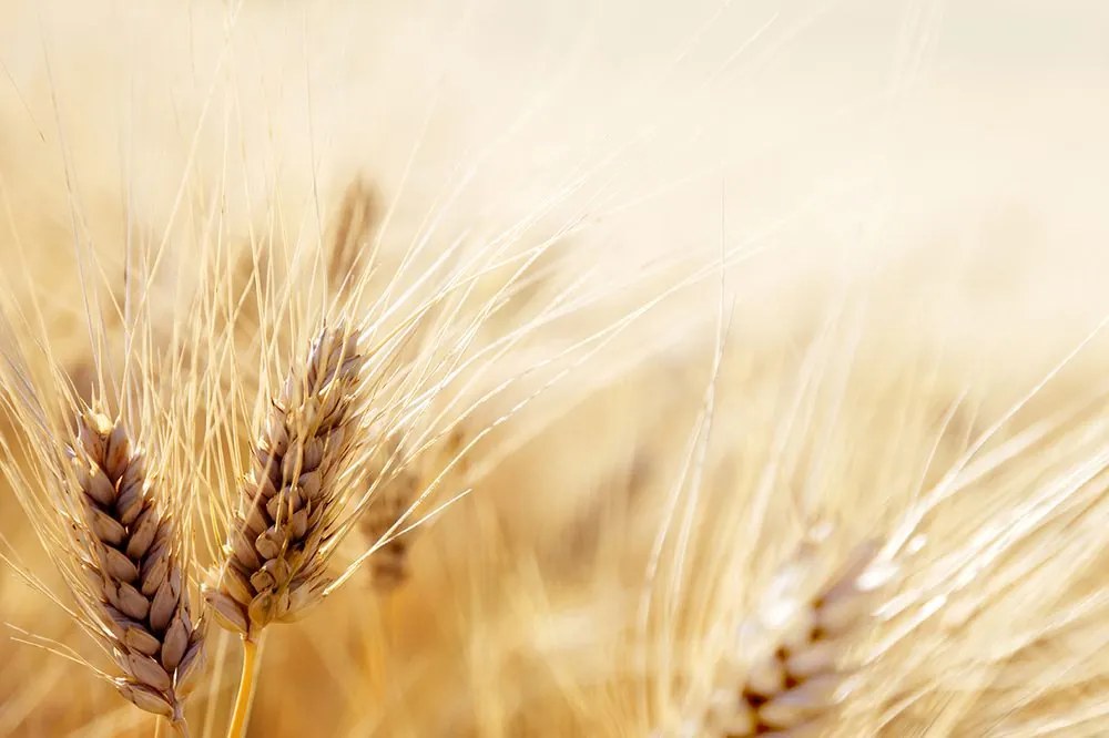 Carta da parati – Campo di grano
