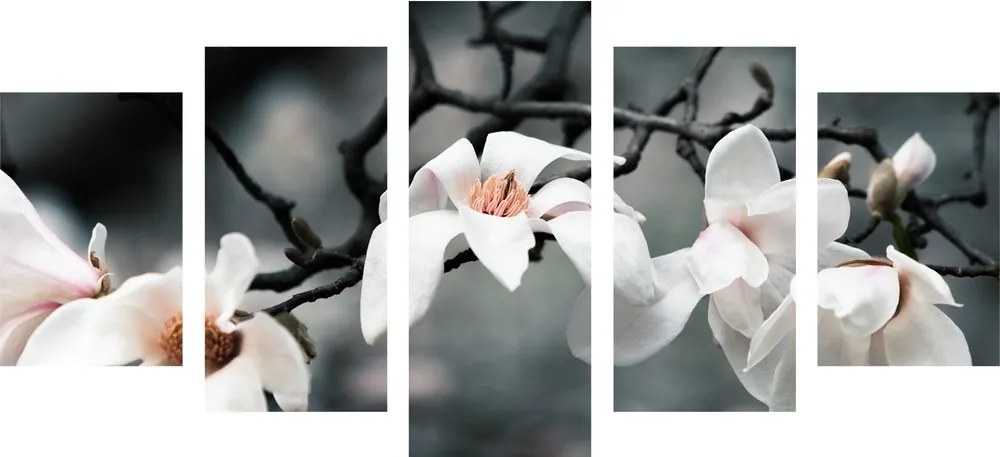 Quadri 5 pezzi – Magnolia che si sveglia