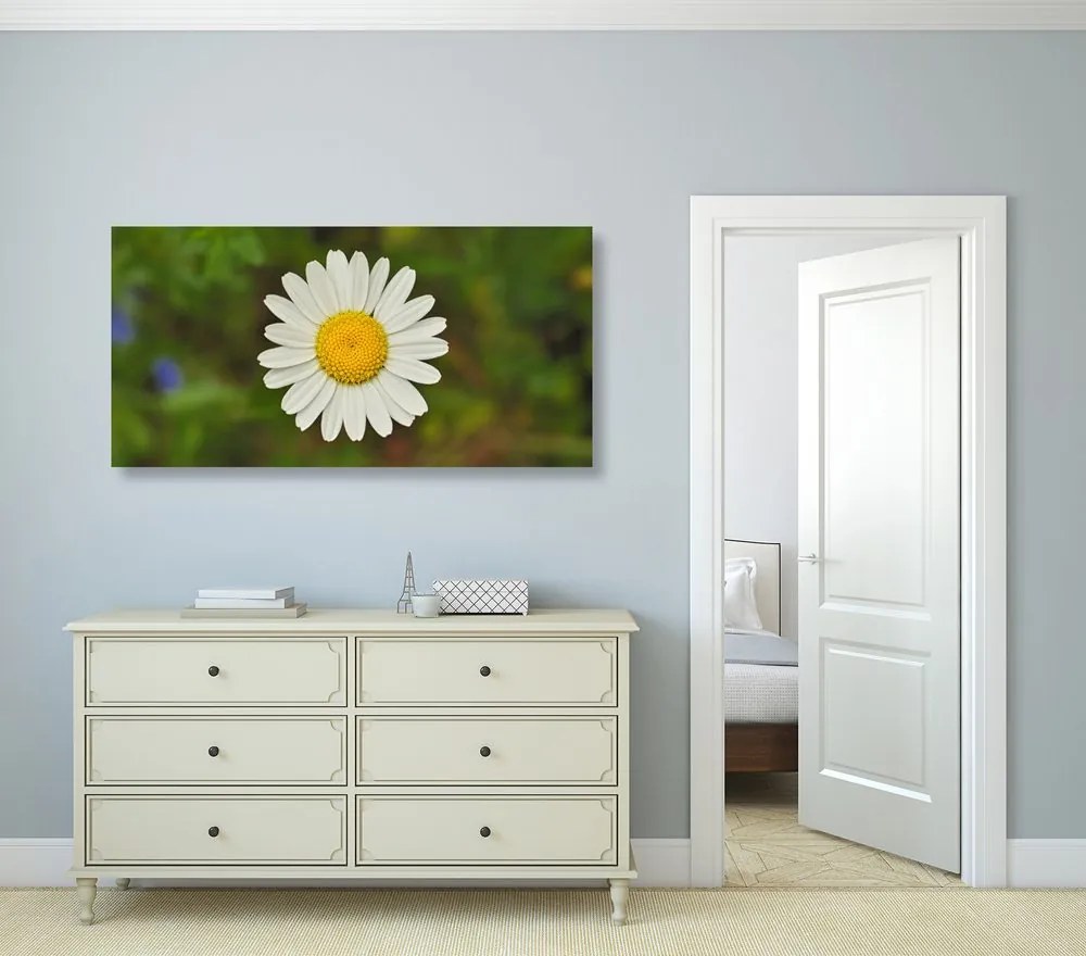 Quadro su tela – Fiore di margherita