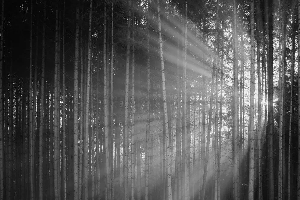Carta da parati – Sole dietro gli alberi in bianco e nero