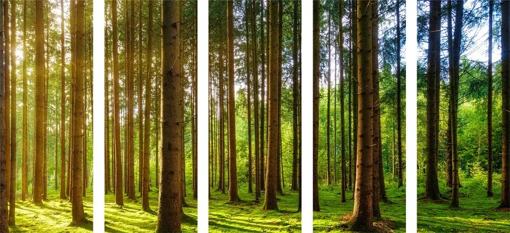 Quadri 5 pezzi – Mattina soleggiata nella foresta