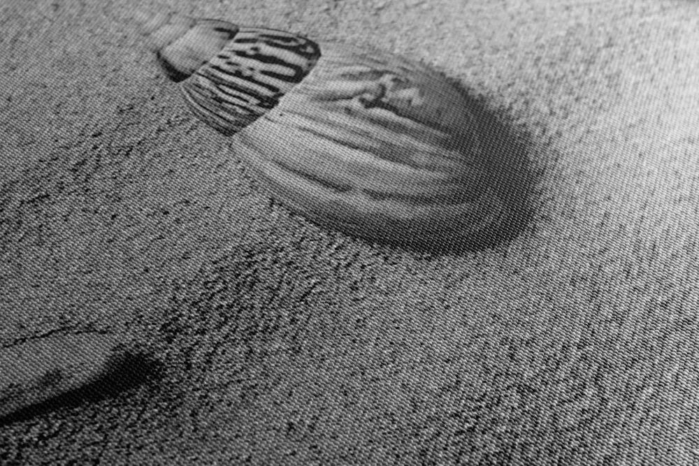 Quadro su tela – Conchiglie sulla spiaggia sabbiosa in bianco e nero