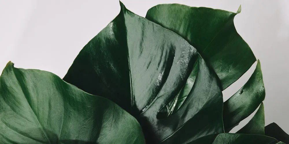 Quadro su tela – Foglia di monstera