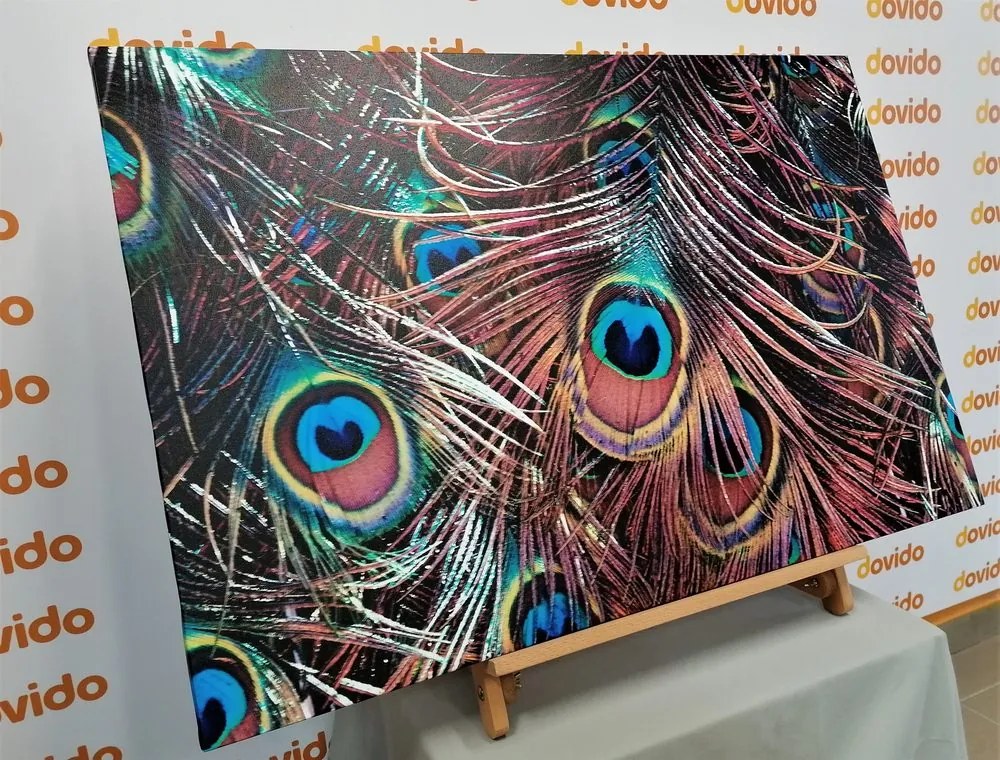 Quadro su tela – Piuma di pavone
