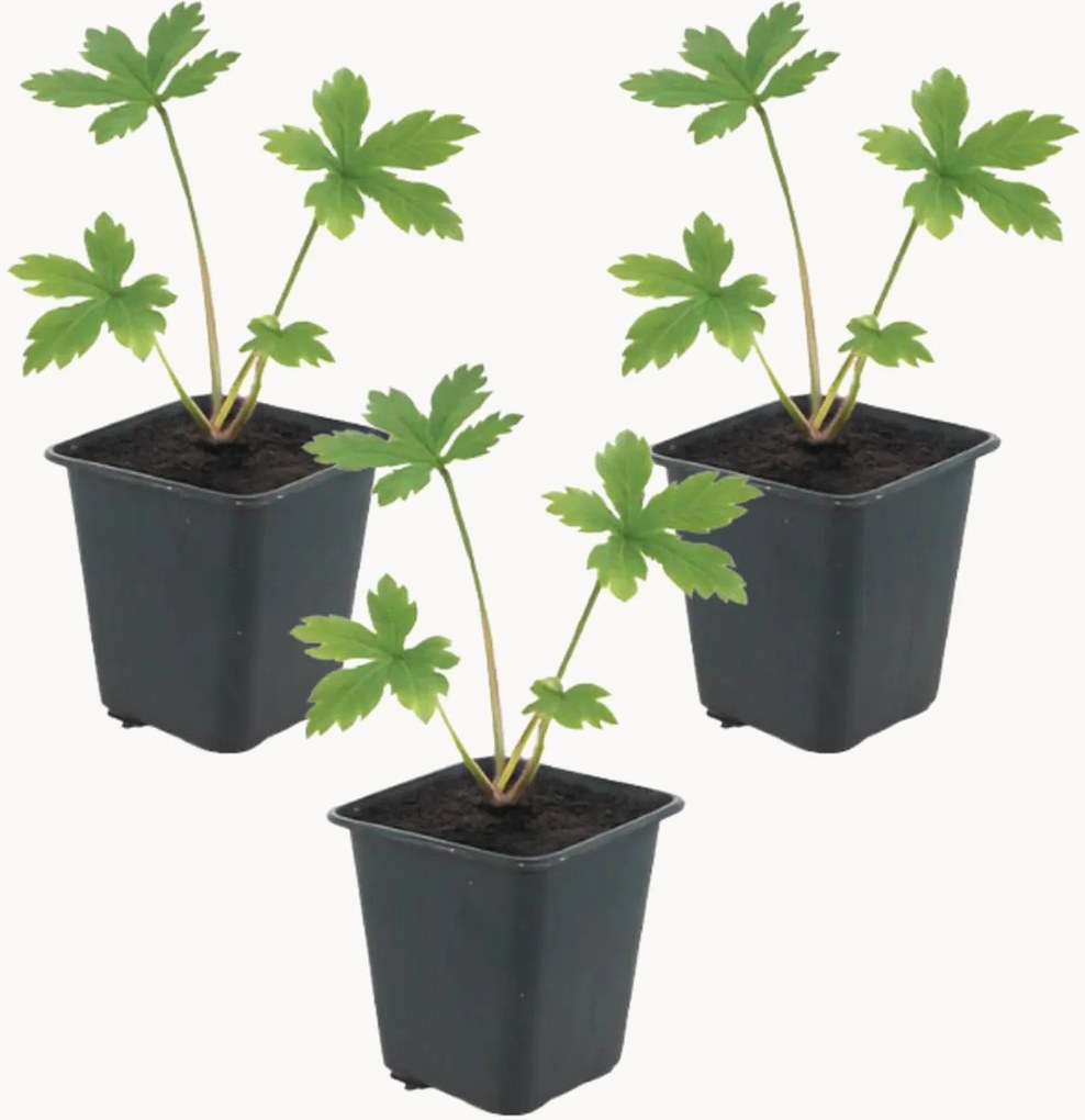 Set di 3 piante vere Astrantia major