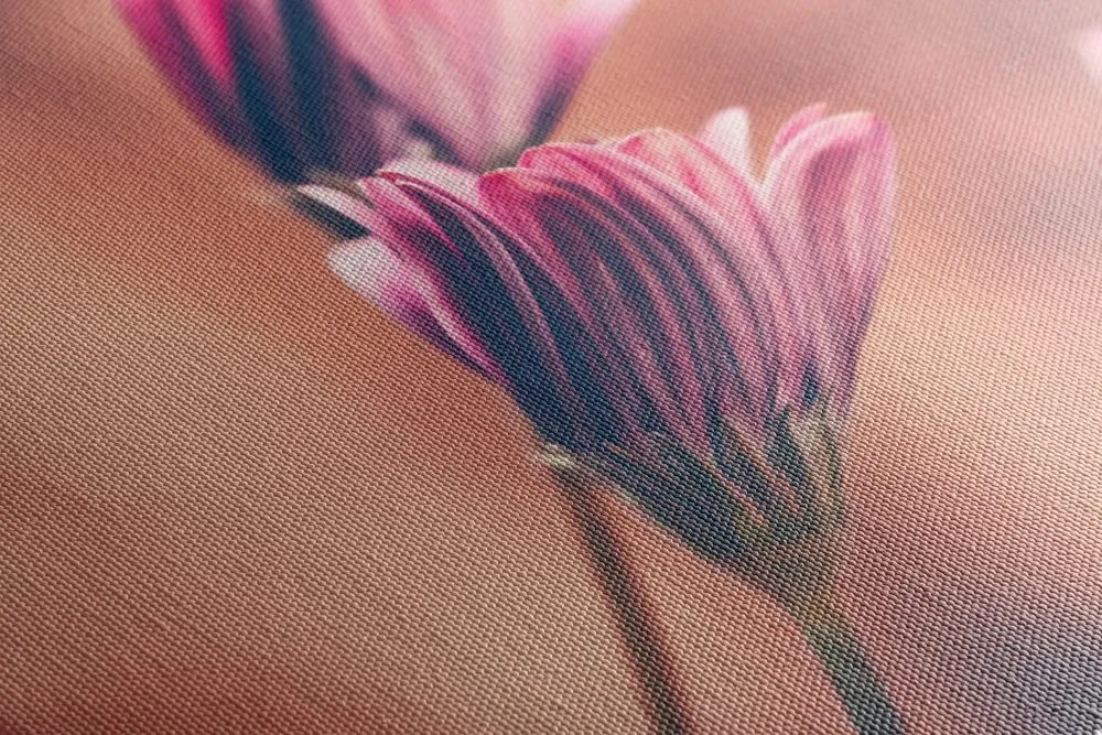 Quadro su tela – Margherite rosa delicate
