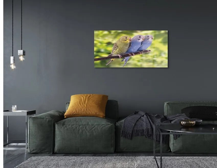 Quadro di vetro Pappagalli colorati su un ramo 140x70 cm