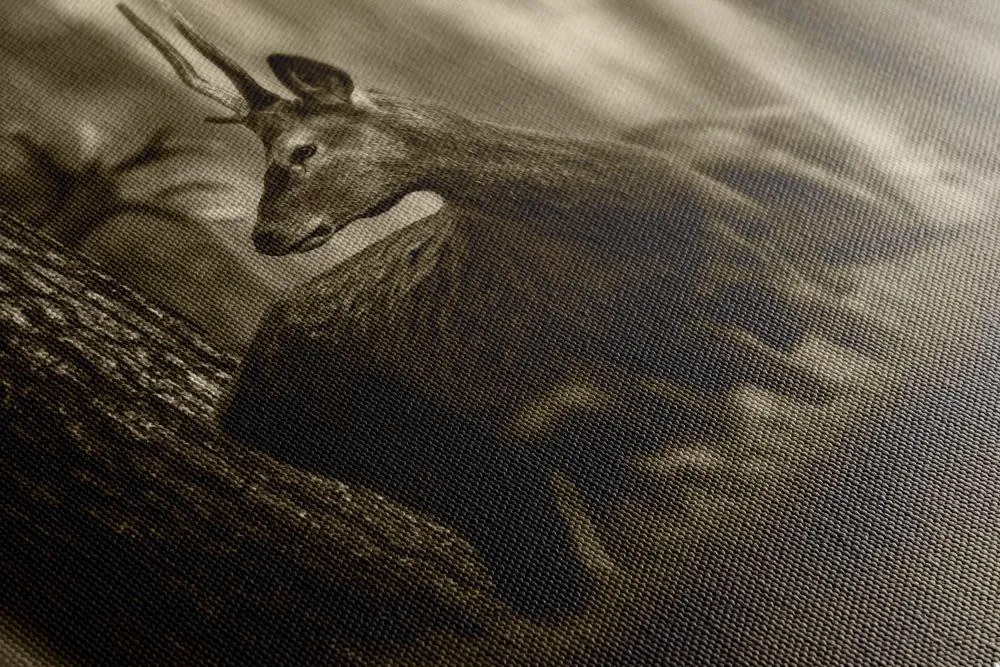 Quadro su tela – Cervo nella foresta di pini in seppia